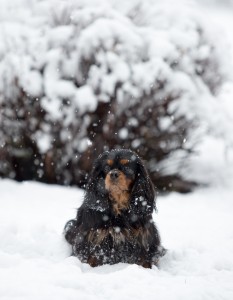 beagle snow day-19