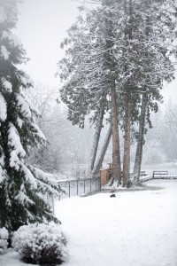 beagle snow day-20