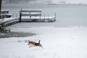 beagle snow day-23