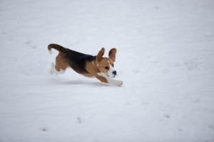 beagle snow day-3