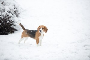 beagle snow day-30