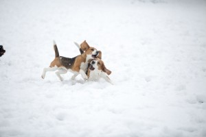 beagle snow day-31