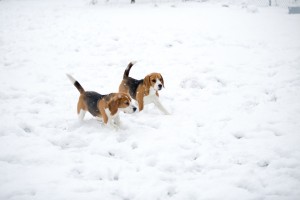 beagle snow day-33