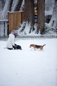beagle snow day-4