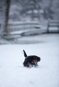 beagle snow day-6