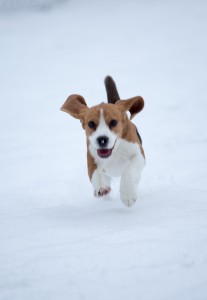 beagle snow day-9
