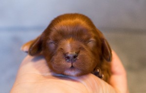 cavalier puppies-12