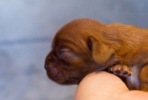 cavalier puppies-14