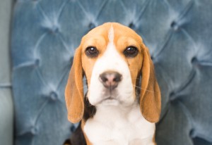 beagles 4 months-12