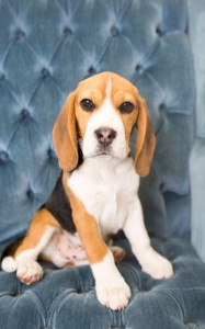 beagles 4 months-13