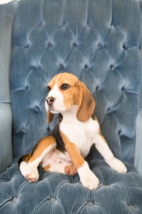 beagles 4 months-14