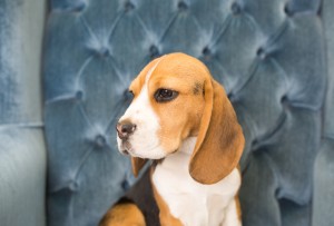 beagles 4 months-16