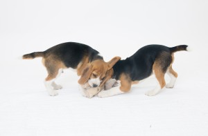 beagles 4 months-17
