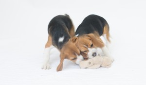 beagles 4 months-18