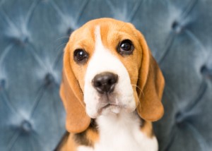 beagles 4 months-3