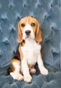 beagles 4 months-5