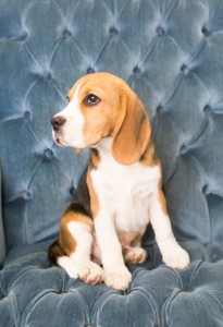 beagles 4 months-6