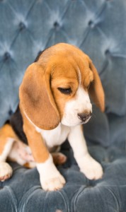beagles 4 months-9