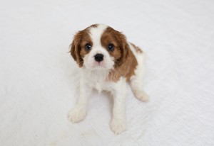 cavalier babies 7 weeks-10