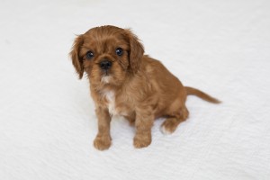 cavalier babies 7 weeks-12