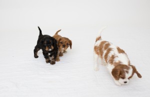 cavalier babies 7 weeks-13