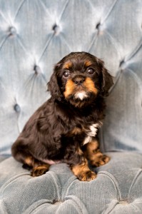 cavalier babies 7 weeks-16