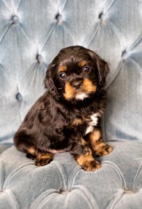 cavalier babies 7 weeks-17