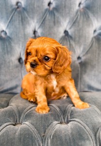 cavalier babies 7 weeks-18