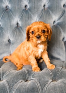 cavalier babies 7 weeks-20