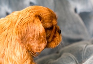 cavalier babies 7 weeks-22