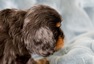 cavalier babies 7 weeks-23