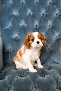 cavalier babies 7 weeks-25