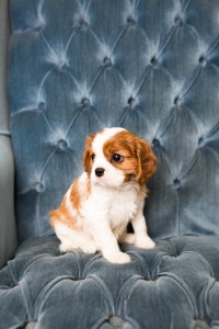 cavalier babies 7 weeks-27