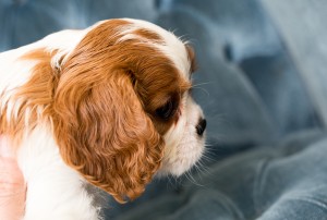 cavalier babies 7 weeks-28