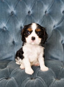 cavalier babies 7 weeks-29