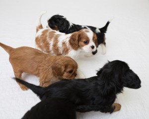 cavalier babies 7 weeks-3