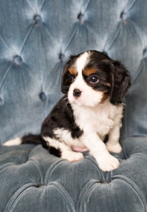 cavalier babies 7 weeks-31