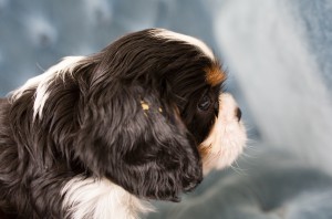 cavalier babies 7 weeks-32