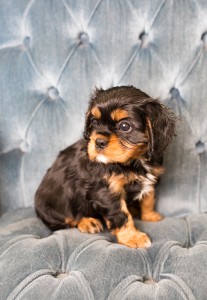 cavalier babies 7 weeks-34