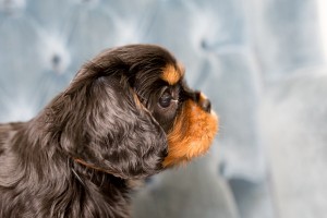 cavalier babies 7 weeks-35