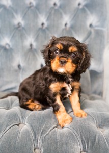 cavalier babies 7 weeks-36