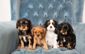 cavalier babies 7 weeks-37