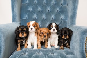 cavalier babies 7 weeks-39