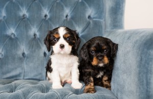 cavalier babies 7 weeks-40