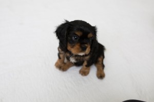 cavalier babies 7 weeks-7