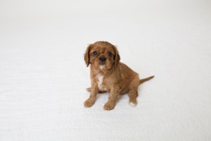 cavalier babies 7 weeks-9