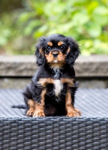 cavaliers 10 weeks-1