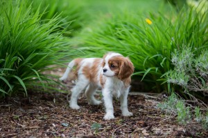 cavaliers 10 weeks-10