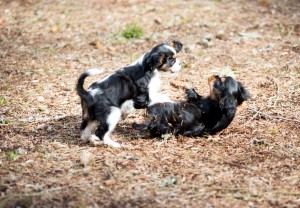 cavaliers 10 weeks-12