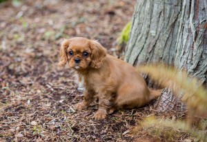 cavaliers 10 weeks-20